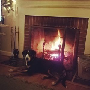 Meet your Posher, Jennie-david